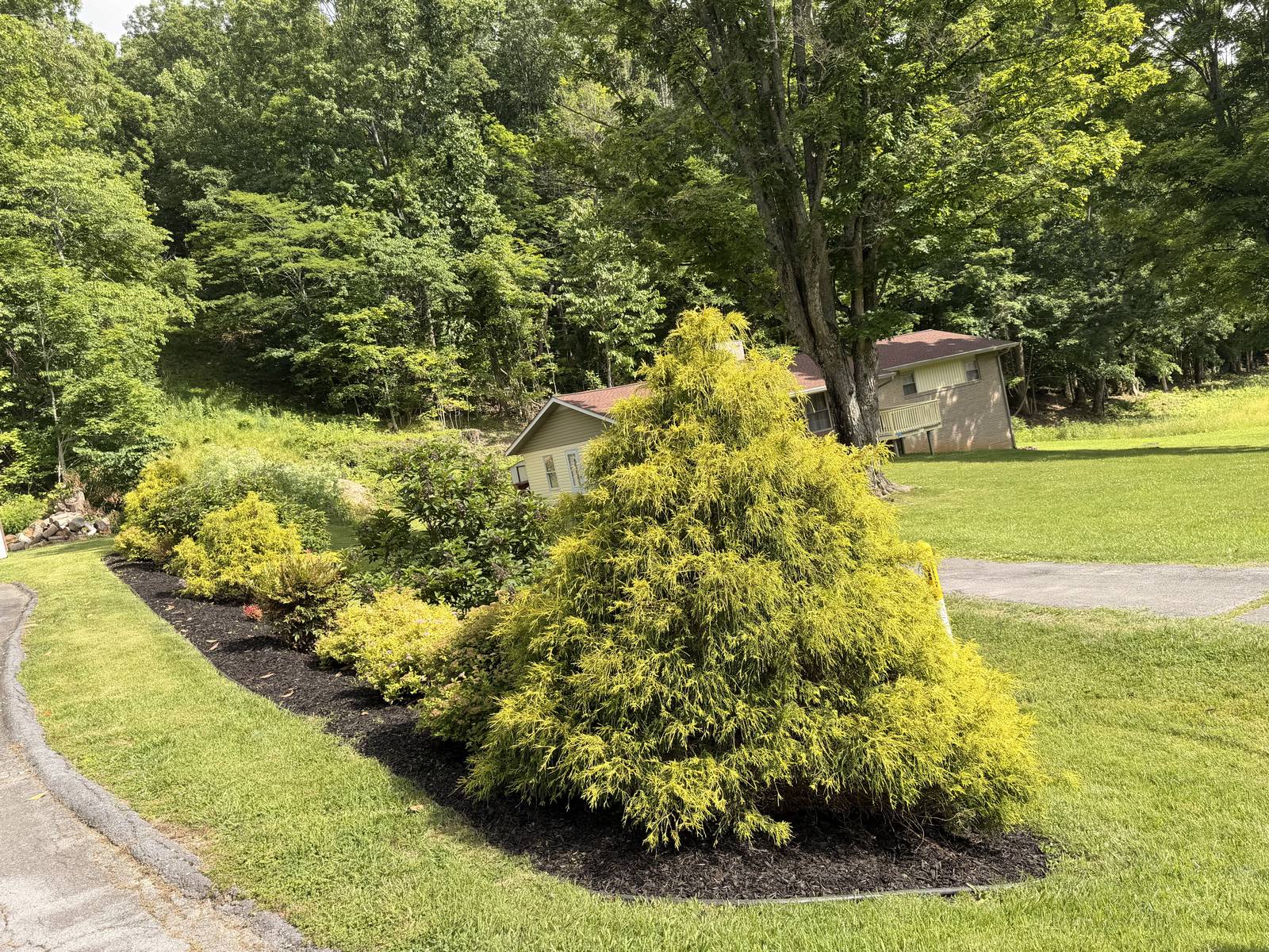Curved mulched flower bed with golden threadleaf cypress maintained by Magnolia Gardens Landscaping in Kingsport, TN